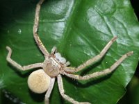 Holconia DSC09893 edit